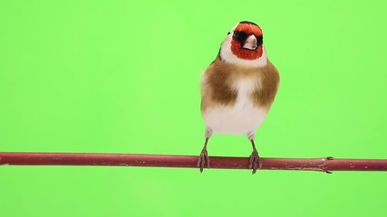 Poster - goldfinch moves on a tree branch on  green screen