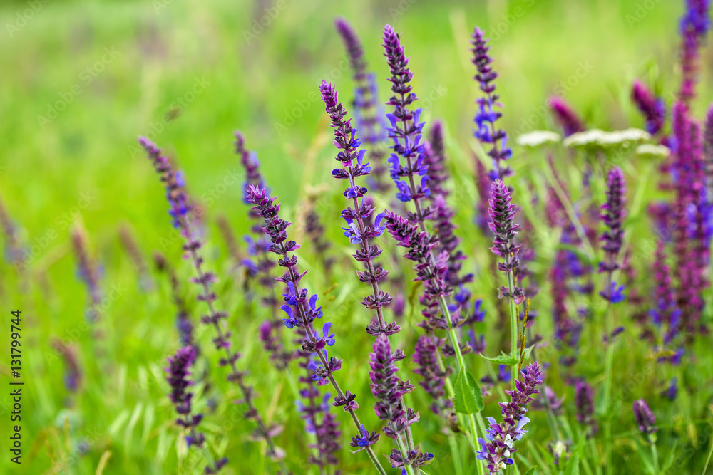 Purple wild flowers in the grass Stock Photo | Adobe Stock