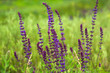 Purple wild flowers in the grass