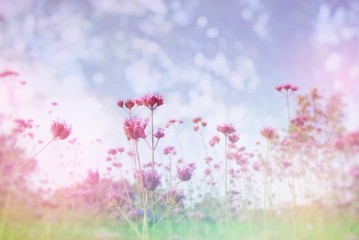 Wall Mural - spring flower meadow in soft pastel tone with bokeh and sky background 