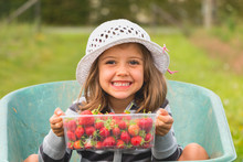 Little Girl With Hat Who Picking Strawberries