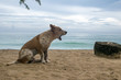 gähnender Hund am Strand