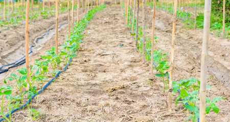 Wall Mural - cucumber field growing with drip irrigation system.