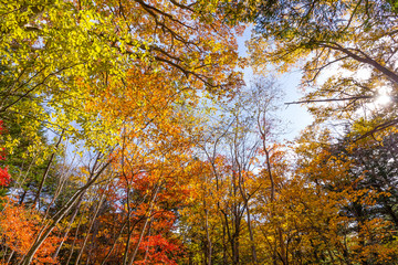 Wall Mural - Maple tree forest