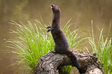 Wall Mural - adult american mink (neovison vison) stands facing left