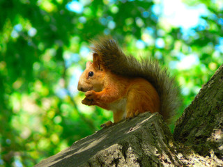 fur squirrel on tree eating nut