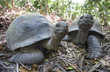 Aldabra Giant Tortoise  in Seychelles