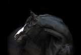 Fototapeta Konie - Portrait of the black horse  with white line of his head on the black background