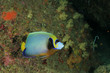 Emperor Angelfish tropical fish