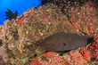 Moray Eel and coral reef in sea