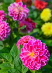 Purple flowers in the garden in selective focus for the backgrou