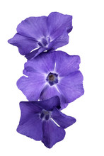 Three Blue Vinca (Common Periwinkle) Flowers, Isolated