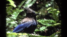 1980: Blue Jay Perched On A Fir Tree In The Breeze BIG SUR CALIFORNIA