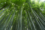 Fototapeta Sypialnia - Greenery Bamboo forest