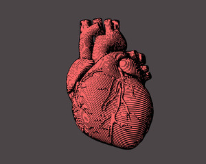 Engraving human heart illustration