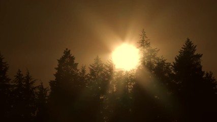Sticker - Sun setting behind tall forest trees on warm yellow sky evening in the Pacific Northwest, Oregon.