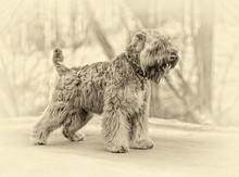 Standing Irish Soft Coated Wheaten Terrier (stylized Retro)
