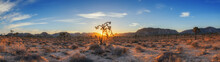 Panorama Of A Sunrise In Joshua Tree National Park 