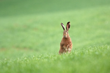 Wall Mural - european hare, lepus europaeus, czech republic