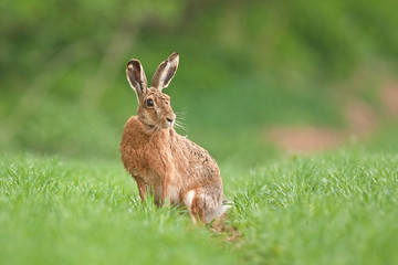 Wall Mural - european hare, lepus europaeus, czech republic