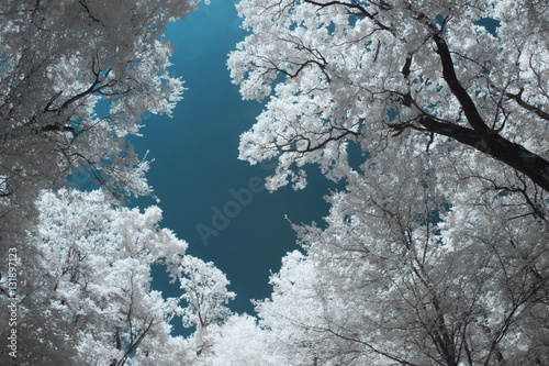 Fotomural Infrared landscape and details