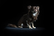 Male long-haired Chihuahua in black background