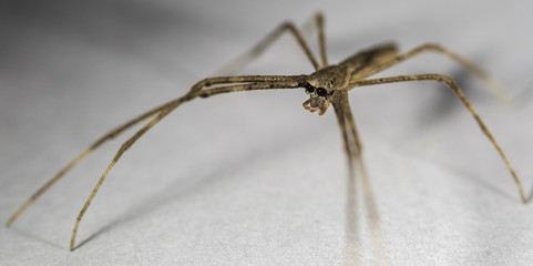 Netcasting Spider