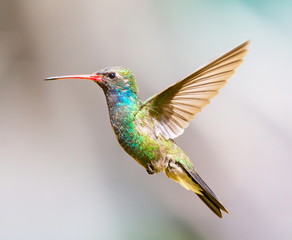 Wall Mural - Broad Billed Hummingbird. Using different backgrounds the bird becomes more interesting and blends with the colors. These birds are native to Mexico and brighten up most gardens where flowers bloom.