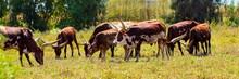 The Texas Longhorn Is A Breed Of Cattle Known For Its Characteristic Horns, Which Can Extend To Over Nearly Six Feet Tip To Tip For Bulls, And  Tip To Tip For Steers And Exceptional Cows.