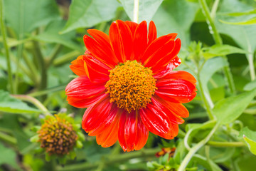 Wall Mural - beautiful flower in garden