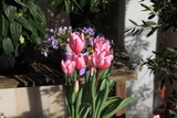 Fototapeta Tulipany - ピンク色のチューリップ