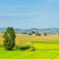 Canvas Print - Plantation