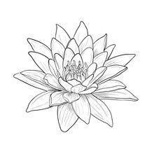 Floral Water Lily. Vector Line Style