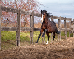 Canvas Print - Bay horse galloping along the fence on nature background