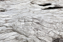 Gray Driftwood Closeup