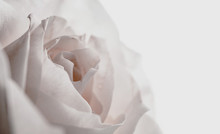 White Rose On Dark Background