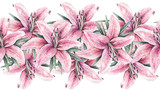 Pink lily flowers isolated on white background. Watercolor handwork illustration. Drawing of blooming lily with green leaves. Seamless pattern frame border with lilies for design.