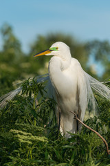 Wall Mural - potrait of the Great egret (Ardea alba).