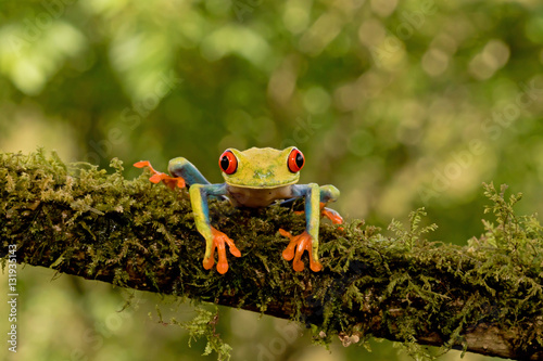 Zdjęcie XXL Przyglądająca się drzewna żaba na gałąź, Costa Rica (Agalychnis callidryas)