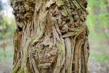 old wood tree bark texture with green moss