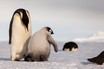 Wall Mural - Life of an Emperor penguin in the big colony (with chicks!))