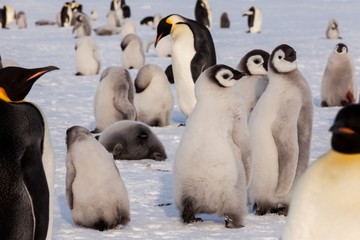 Wall Mural - Cute Emperor penguin colony with chicks