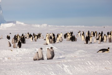 Wall Mural - Life of an Emperor penguin in the big colony (with chicks!))