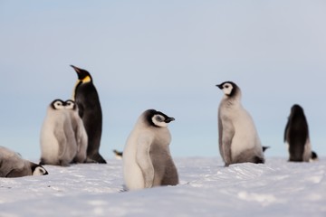 Wall Mural - Cute Emperor penguin chicks