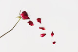 Faded blowing rose flower's petals, on white background