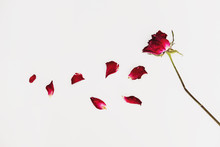 Faded Blowing Rose Flower's Petals, On White Background