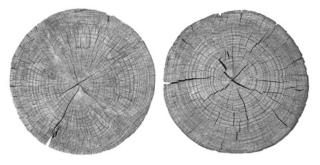 Cross section of tree trunk showing growth rings on white background. wood