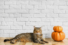 Cute Tabby Cat With Pumpkins Near Brick Wall. Halloween Concept