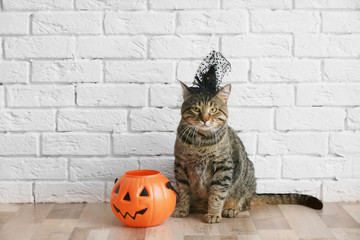 Cute tabby cat with witch hat and Halloween lantern near brick wall