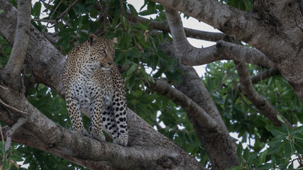 Wall Mural - leopard standing on a branch up a tree. taken in kenya.